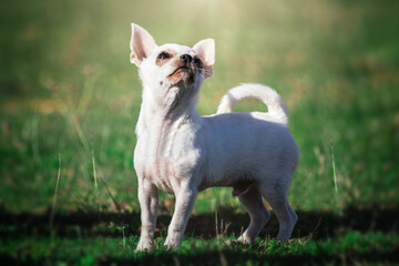 Naklejka na ściany i meble A white chihuahua dog on a sunny field day.
