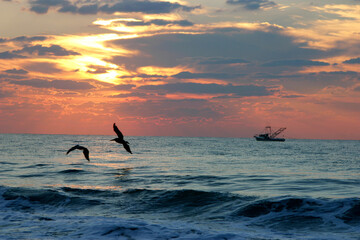 Fishing Trawler and Pelicans at Sunset