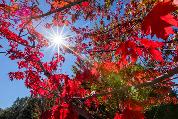 Sun shining through red leaves of sugar maple tree