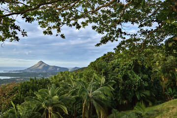Fototapeta na wymiar Tropical background landscape with trees and palms.