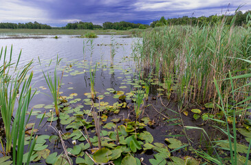 Obraz na płótnie Canvas Reeds and nymphaea candida on Moszne lake, Poland.