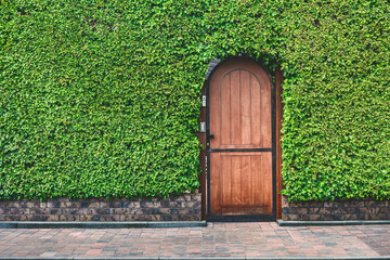 Close-up, Wooden door Texture green buxus hedge. Hedgerow backdrop.