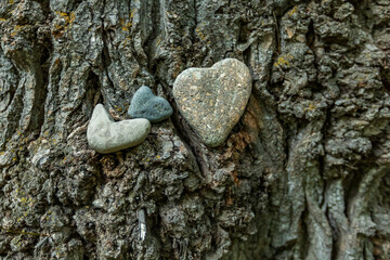 Close-up of heart shaped river rocks on tree trunk