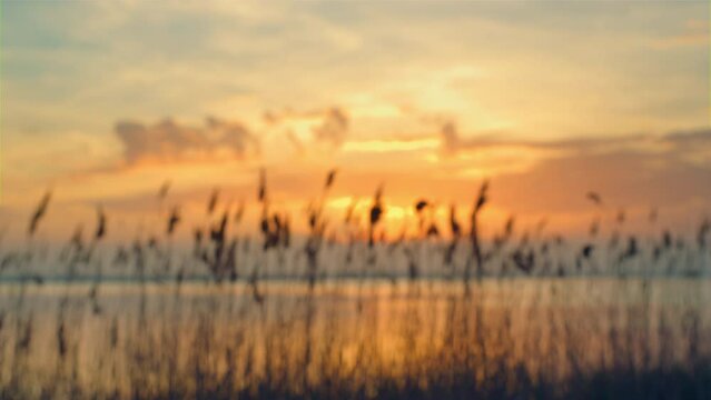 Aerial view sunset sea beach horizon. Reeds sway wind on romantic sunrise nature