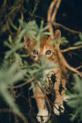 Baby cat in nature looking at camera