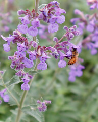 bee on lavender