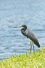 Side view, medium distance of a great blue heron, standing on a tropical lake shoreline, on a sunny winter morning