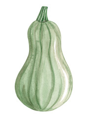 Watercolor green pumpkin isolated on white. Hand drawn squash illustration
