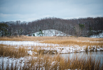 forest in the snow