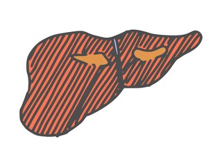 human organ liver. doodle simple drawing sketch