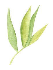 Watercolor bamboo leaves isolated on white background