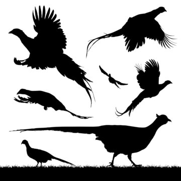 Vector silhouettes of rooster ring-necked pheasants, standing, walking and flying.