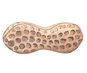 Watercolor peanut in nutshell hand drawn illustration isolated on white