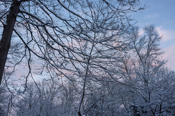 Fototapeta na wymiar trees at sunset after the snow fall