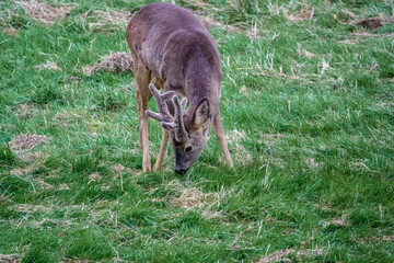 close up of a young stag wild roe deer (Capreolus capreolus) on Salisbury Plain chalklands Wiltshire UK