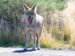 close up of a coyote