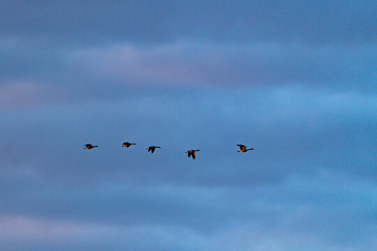 Silhouettes of Canada geese (Branta canadensis) flying against sky