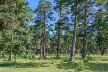 trees in the woods