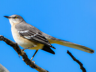 mockingbird on a branch