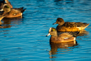 Green-Winged Teal Duck