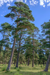 Fototapeta premium trees in the forest