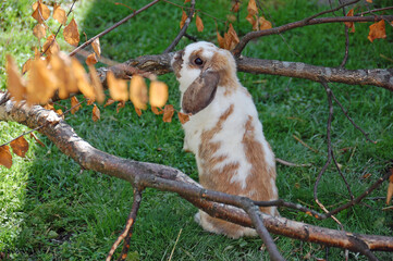 Brown spotted limp ear bunny sits up and beg in the grass between branches