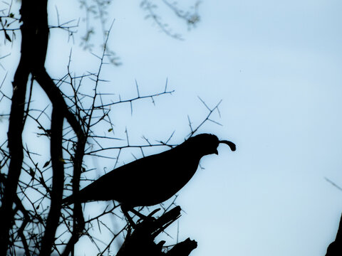 silhouette of a quail on a tree branch