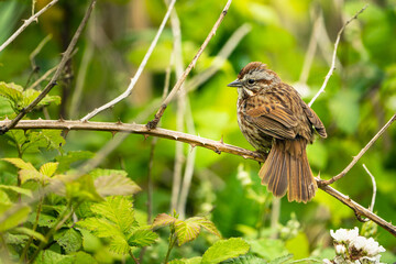 Song Sparrow