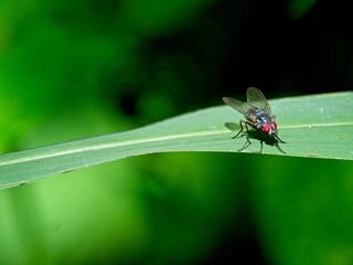 Closeup of a red eyed fly (Cyclorrhaphan) resting on leaf in Vilcabamba, Ecuador.