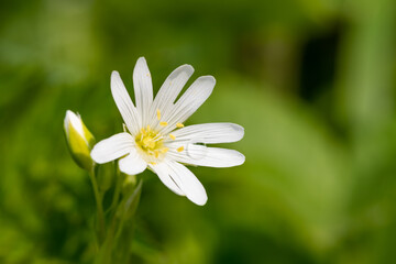 Macro shot of a greater stitchwort (rabelera holostea) flower in bloom