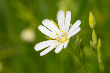 Macro shot of a greater stitchwort (rabelera holostea) flower in bloom