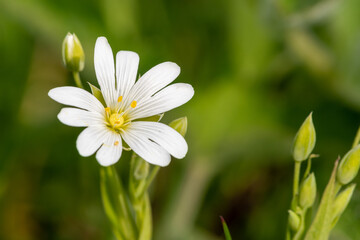 Macro shot of a greater stitchwort (rabelera holostea) flower in bloom