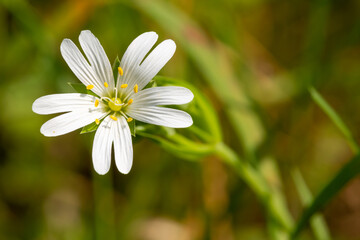 Macro shot of a greater stitchwort (rabelera holostea) flower in bloom