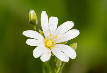 Macro shot of a greater stitchwort (rabelera holostea) flower in bloom