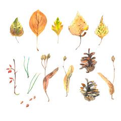 Watercolor set with  leaves, seeds, and herbs  isolated on white background.
