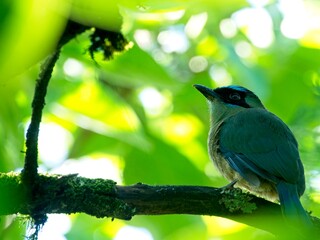 Closeup portrait of a colorful tropical bird Blue-Crowned Motmot (Momotus momota) perched on branch in Vilcabamba, Ecuador.