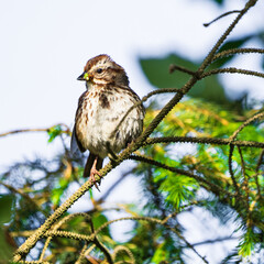 Song Sparrow