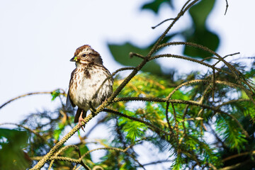 Song Sparrow