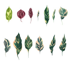 Set of watercolor leaves on isolated white background