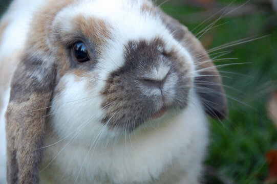 White Limp Ear Rabbit With Colored Spots