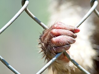 Closeup of a monkey hand and fingers clinging to cage in zoo demonstrating the cruelty of animals...