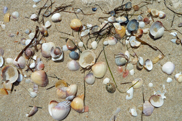 Shells and algae on the beach
