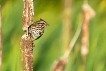 Song Sparrow