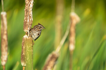 Song Sparrow