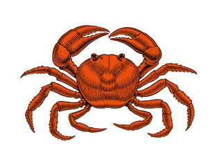 Crab isolated on white background, healthy nutrition product. Hand drawn seafood retro engraving style vector illustration. Good for menu, poster, packaging or label design.