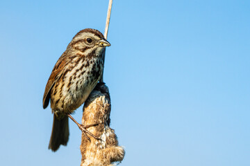 Song Sparrow