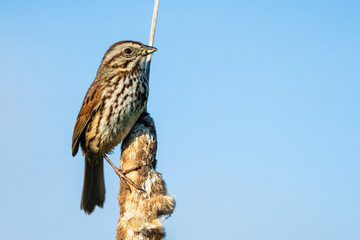 Song Sparrow