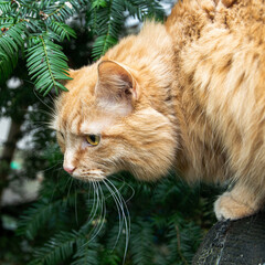 Rote weibliche Hauskatze im Hinterhof beobachtet mit neugierigem Blick das Quartier ab