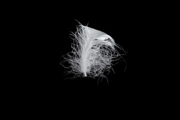 Obraz premium White feather isolated on a black background.