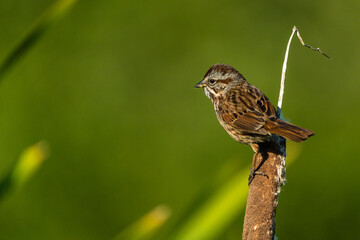Song Sparrow